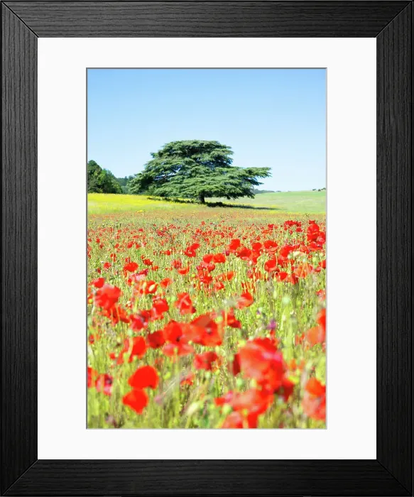 Framed Print : A tree in a field of poppies in Kent, England, United Kingdom, Europe