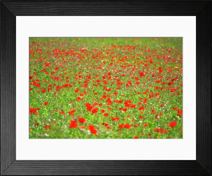 Framed Print : A field of poppies in Kent, England, United Kingdom, Europe Framed Print : A field of poppies in Kent, England, United Kingdom, Europe