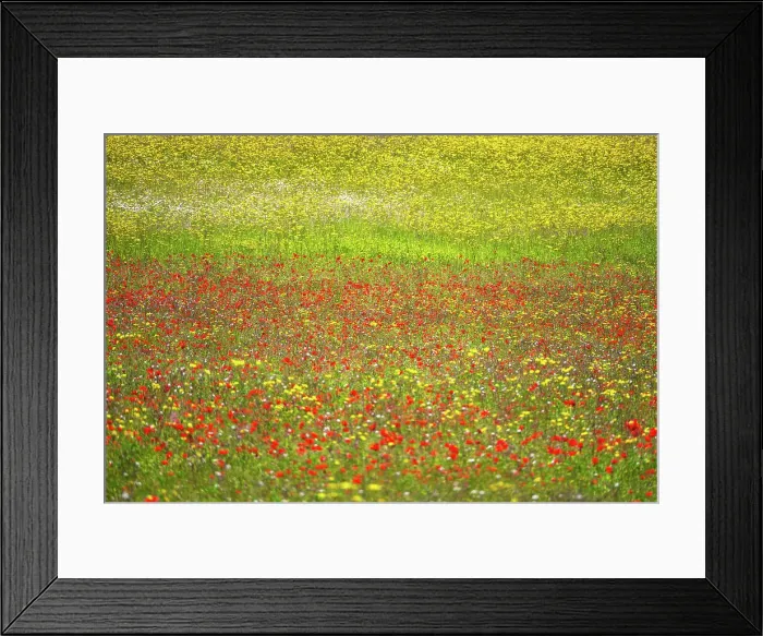 Framed Print : A wildflower meadow in Kent, England, United Kingdom, Europe Framed Print : A wildflower meadow in Kent, England, United Kingdom, Europe