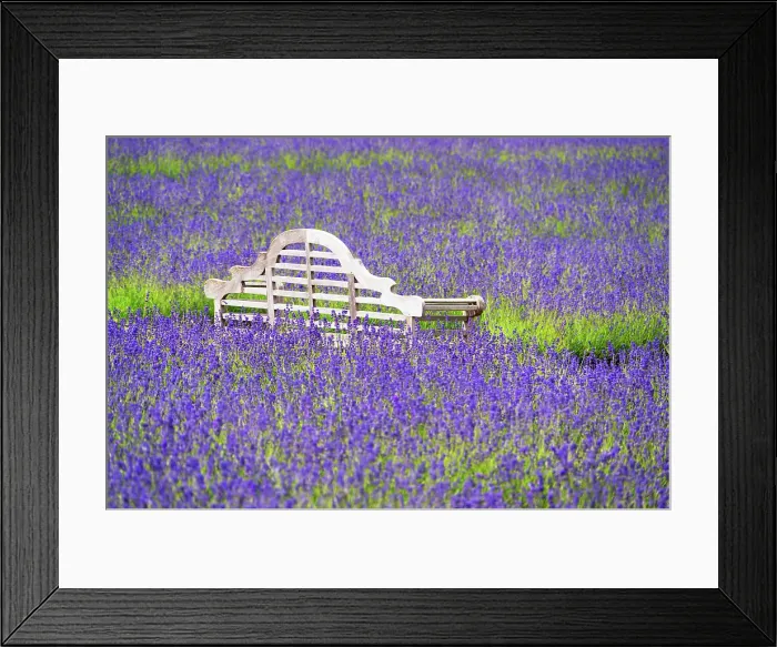 Framed Print : A bench in a lavender field in Shoreham, Kent, England, United Kingdom, Europe