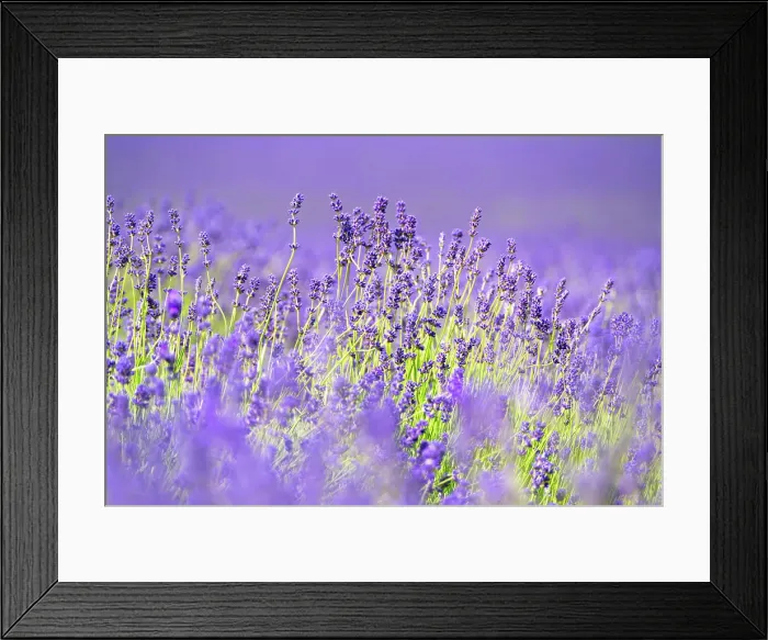 Framed Print : Lavender fields in Shoreham, Kent, England, United Kingdom, Europe