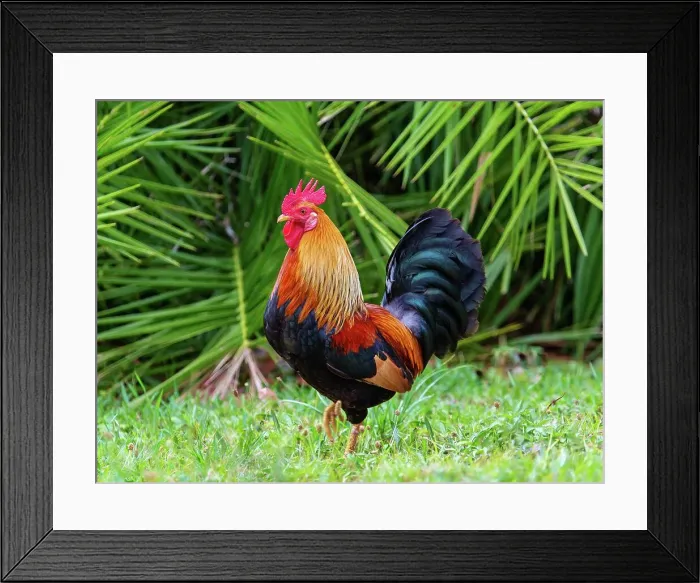 Framed Print : Feral cockerel in Spittal Pond Nature Reserve, Smith's, Bermuda, Atlantic, North America Framed Print : Feral cockerel in Spittal Pond Nature Reserve, Smith's, Bermuda, Atlantic, North America