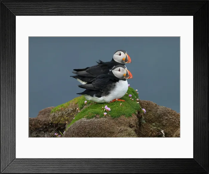 Framed Print : Atlantic puffins standing together, United Kingdom, Europe Framed Print : Atlantic puffins standing together, United Kingdom, Europe