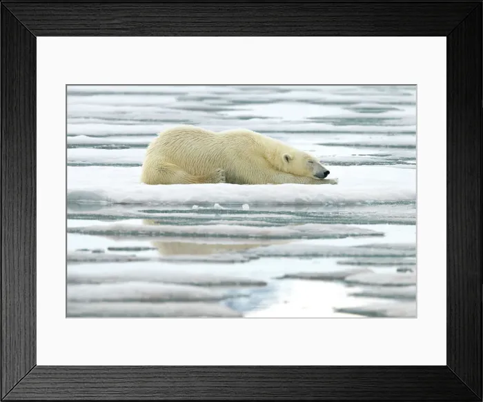 Framed Print : Polar bear laying on ice, Svalbard and Jan Mayen, Norway, Polar Regions Framed Print : Polar bear laying on ice, Svalbard and Jan Mayen, Norway, Polar Regions