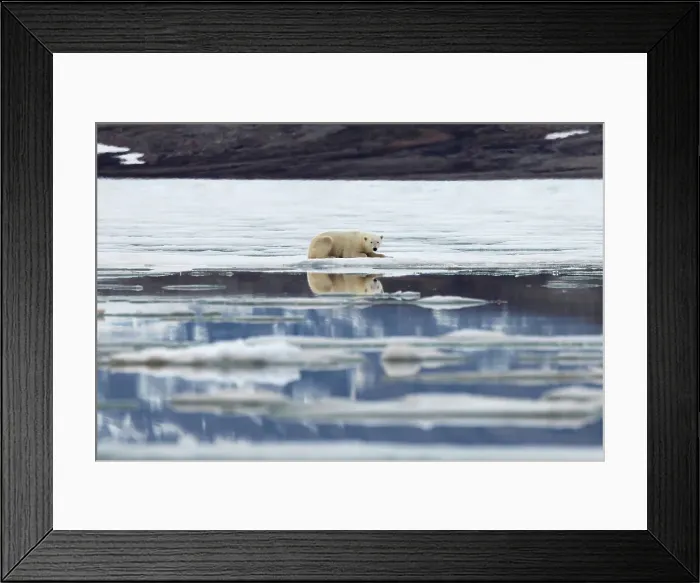 Framed Print : Polar bear on ice looking at camera, Svalbard and Jan Mayen, Norway, Polar Regions Framed Print : Polar bear on ice looking at camera, Svalbard and Jan Mayen, Norway, Polar Regions