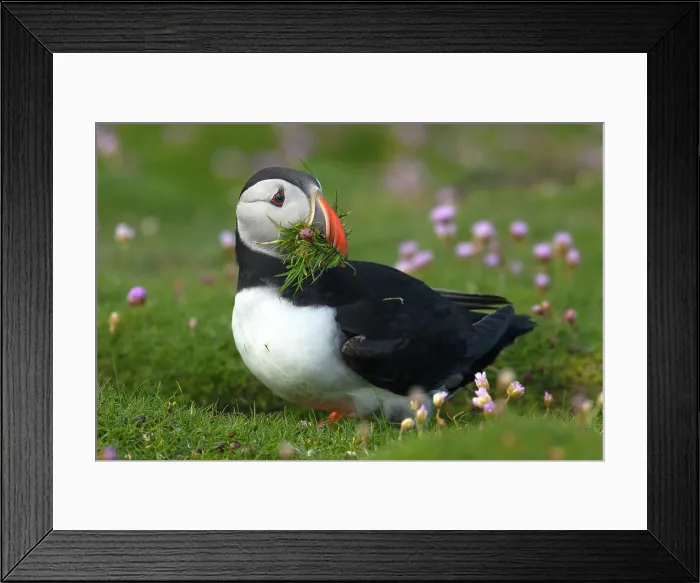 Framed Print : Puffin with beakful of grasses, United Kingdom, Europe Framed Print : Puffin with beakful of grasses, United Kingdom, Europe