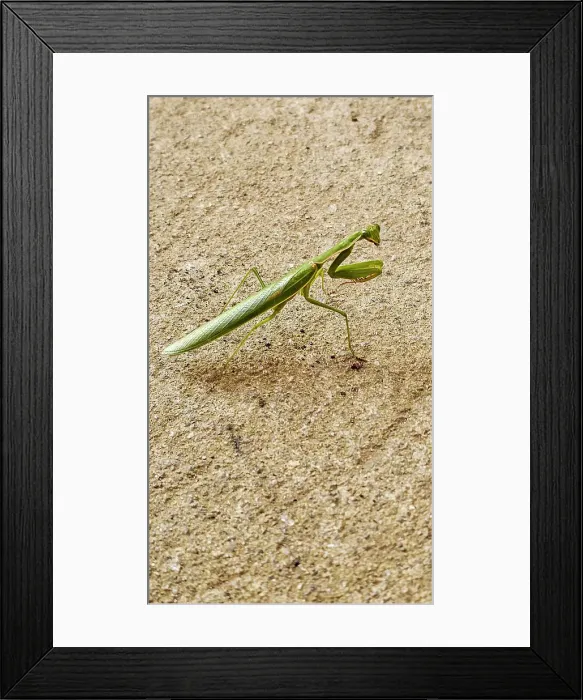 Framed Print : Praying Mantis, Bunia, Ituri, Democratic Republic of Congo, Africa Framed Print : Praying Mantis, Bunia, Ituri, Democratic Republic of Congo, Africa