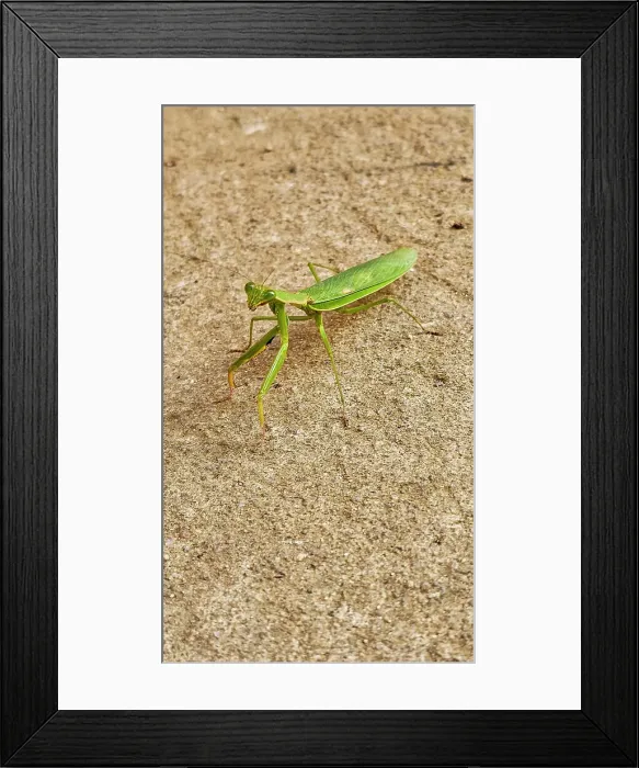 Framed Print : Praying Mantis, Bunia, Ituri, Democratic Republic of Congo, Africa Framed Print : Praying Mantis, Bunia, Ituri, Democratic Republic of Congo, Africa