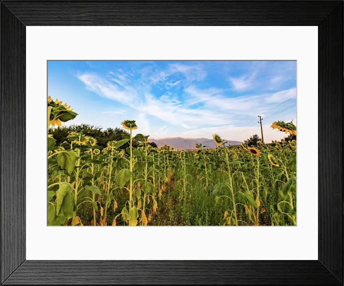 Framed Print : Sunflower fields near Rila, Bulgaria, Europe Framed Print : Sunflower fields near Rila, Bulgaria, Europe