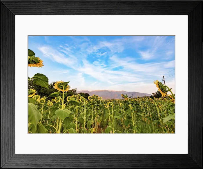 Framed Print : Sunflower fields near Rila, Bulgaria, Europe Framed Print : Sunflower fields near Rila, Bulgaria, Europe