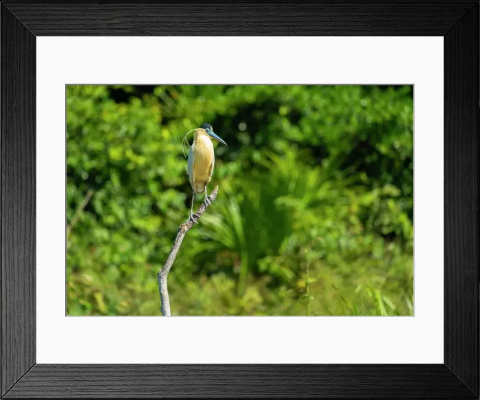 Framed Print : Capped Heron (Pilherodius pileatus) perching on branch by Lake Sandoval, Tambopata National Reserve, Puerto Maldonado, Madre de Dios, Peru, South America Framed Print : Capped Heron (Pilherodius pileatus) perching on branch by Lake Sandoval, Tambopata National Reserve, Puerto Maldonado, Madre de Dios, Peru, South America