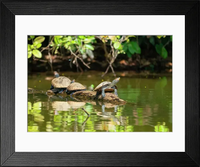 Framed Print : Three yellow-spotted river turtles (Podocnemis unifilis) on wooden branch on Lake Sandoval, Tambopata National Reserve near Puerto Maldonado, Tambopata Province, Madre de Dios Region, Peru, South America Framed Print : Three yellow-spotted river turtles (Podocnemis unifilis) on wooden branch on Lake Sandoval, Tambopata National Reserve near Puerto Maldonado, Tambopata Province, Madre de Dios Region, Peru, South America