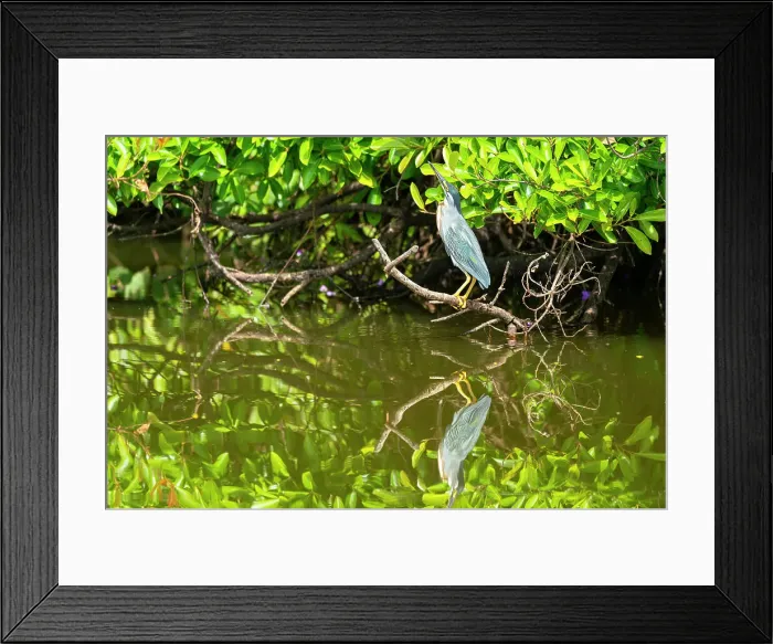 Framed Print : Striated Heron (Butorides striata) perching on branch by Lake Sandoval, Tambopata National Reserve, Puerto Maldonado, Madre de Dios, Peru, South America Framed Print : Striated Heron (Butorides striata) perching on branch by Lake Sandoval, Tambopata National Reserve, Puerto Maldonado, Madre de Dios, Peru, South America
