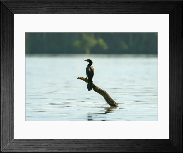 Framed Print : Neotropic cormorant (Phalacrocorax brasilianus, Phalacrocorax olivaceus, Nannopterum brasilianum) on wood on Lake Sandoval, Tambopata National Reserve, Puerto Maldonado, Tambopata Province, Madre de Dios, Peru, South America Framed Print : Neotropic cormorant (Phalacrocorax brasilianus, Phalacrocorax olivaceus, Nannopterum brasilianum) on wood on Lake Sandoval, Tambopata National Reserve, Puerto Maldonado, Tambopata Province, Madre de Dios, Peru, South America
