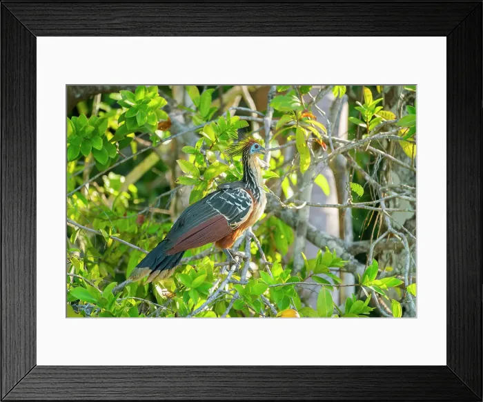 Framed Print : Hoatzin (Ophisthocomus hoazin) perching on branch by Lake Sandoval, Tambopata National Reserve, Puerto Maldonado, Madre de Dios, Peru, South America Framed Print : Hoatzin (Ophisthocomus hoazin) perching on branch by Lake Sandoval, Tambopata National Reserve, Puerto Maldonado, Madre de Dios, Peru, South America