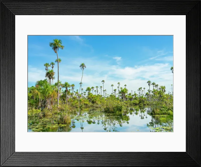 Framed Print : Palm trees on Yacumama Lake, Puerto Maldonado, Tambopata Province, Madre de Dios, Peru, South America Framed Print : Palm trees on Yacumama Lake, Puerto Maldonado, Tambopata Province, Madre de Dios, Peru, South America