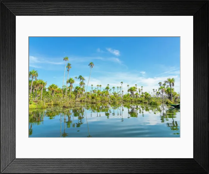 Framed Print : Palm trees on Yacumama Lake, Puerto Maldonado, Tambopata Province, Madre de Dios, Peru, South America Framed Print : Palm trees on Yacumama Lake, Puerto Maldonado, Tambopata Province, Madre de Dios, Peru, South America