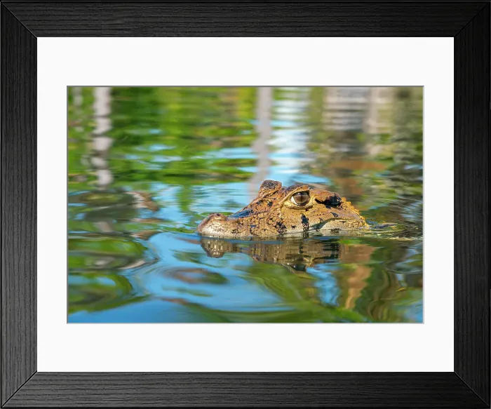 Framed Print : Close-up of head of Black caiman (Melanosuchus niger), Lake Yacumama, Puerto Maldonado, Tambopata Province, Madre de Dios, Peru, South America Framed Print : Close-up of head of Black caiman (Melanosuchus niger), Lake Yacumama, Puerto Maldonado, Tambopata Province, Madre de Dios, Peru, South America