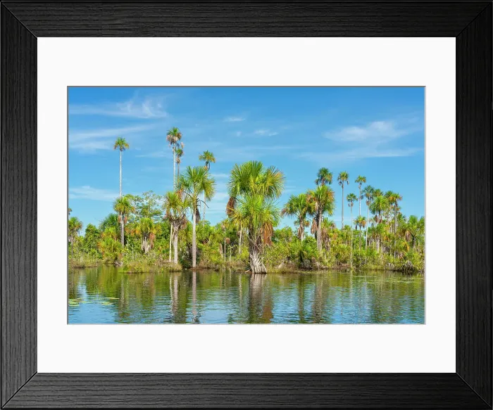 Framed Print : Palm trees on Yacumama Lake, Puerto Maldonado, Tambopata Province, Madre de Dios, Peru, South America Framed Print : Palm trees on Yacumama Lake, Puerto Maldonado, Tambopata Province, Madre de Dios, Peru, South America