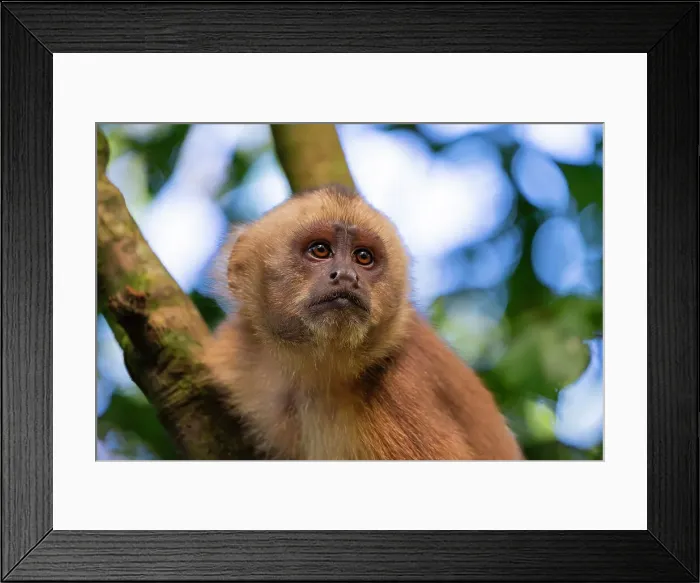 Framed Print : Brown capuchin monkey (Cebus apella) (Sapajus apella) on tree, Tambopata National Reserve, Puerto Maldonado, Tambopata Province, Madre de Dios, Peru, South America Framed Print : Brown capuchin monkey (Cebus apella) (Sapajus apella) on tree, Tambopata National Reserve, Puerto Maldonado, Tambopata Province, Madre de Dios, Peru, South America