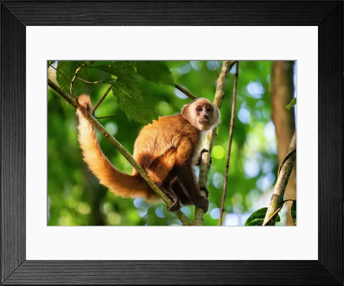 Framed Print : Brown capuchin monkey (Cebus apella) (Sapajus apella) on tree, Tambopata National Reserve, Puerto Maldonado, Tambopata Province, Madre de Dios, Peru, South America Framed Print : Brown capuchin monkey (Cebus apella) (Sapajus apella) on tree, Tambopata National Reserve, Puerto Maldonado, Tambopata Province, Madre de Dios, Peru, South America