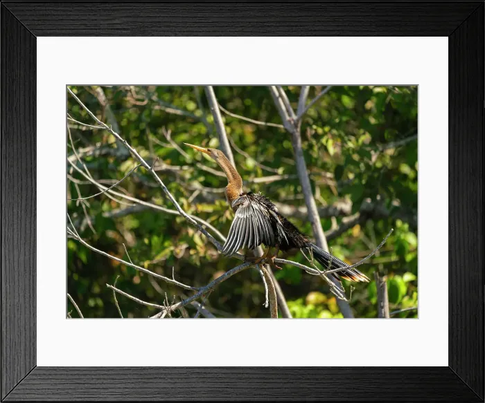 Framed Print : Anhinga (anhinga anhinga) perching on branch by Lake Sandoval, Tambopata National Reserve, Puerto Maldonado, Madre de Dios, Peru, South America Framed Print : Anhinga (anhinga anhinga) perching on branch by Lake Sandoval, Tambopata National Reserve, Puerto Maldonado, Madre de Dios, Peru, South America