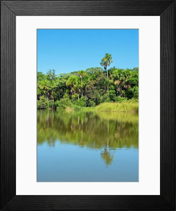 Framed Print : Lake Sandoval and Aguaje palms, Tambopata National Reserve, Puerto Maldonado, Madre de Dios, Peru, South America Framed Print : Lake Sandoval and Aguaje palms, Tambopata National Reserve, Puerto Maldonado, Madre de Dios, Peru, South America