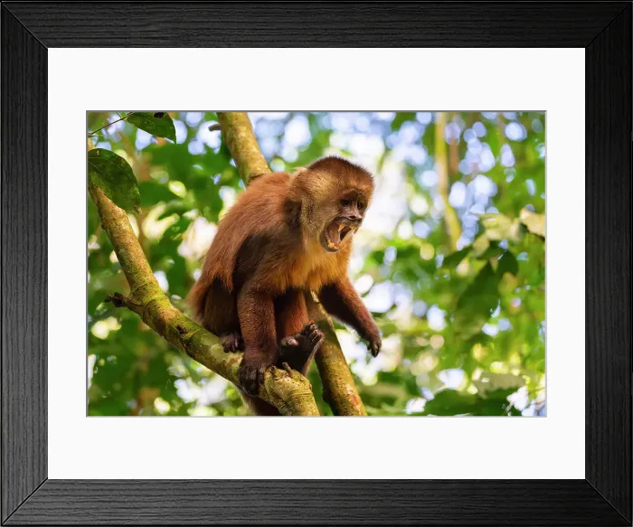Framed Print : Angry brown capuchin monkey (Cebus apella) (Sapajus apella) on tree, Tambopata National Reserve, Puerto Maldonado, Tambopata Province, Madre de Dios, Peru, South America Framed Print : Angry brown capuchin monkey (Cebus apella) (Sapajus apella) on tree, Tambopata National Reserve, Puerto Maldonado, Tambopata Province, Madre de Dios, Peru, South America