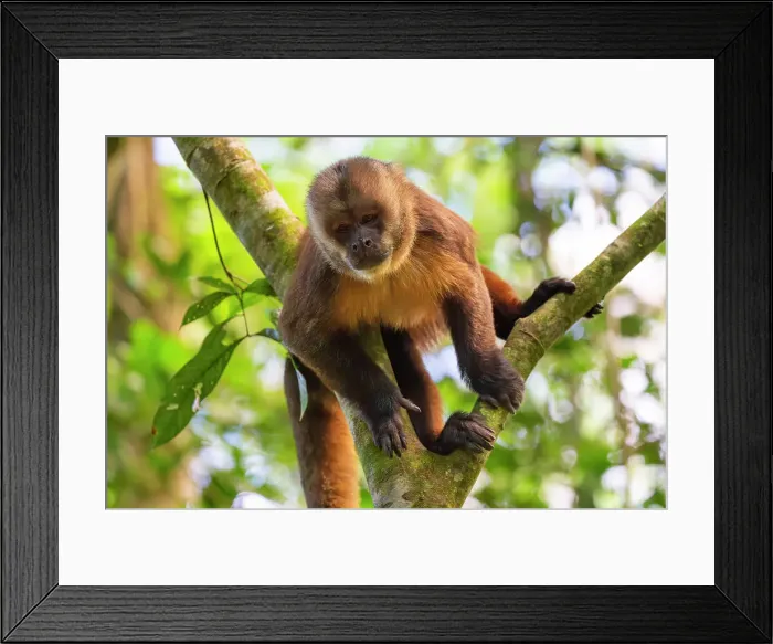 Framed Print : Brown capuchin monkey (Cebus apella) (Sapajus apella) on tree, Tambopata National Reserve, Puerto Maldonado, Tambopata Province, Madre de Dios, Peru, South America Framed Print : Brown capuchin monkey (Cebus apella) (Sapajus apella) on tree, Tambopata National Reserve, Puerto Maldonado, Tambopata Province, Madre de Dios, Peru, South America