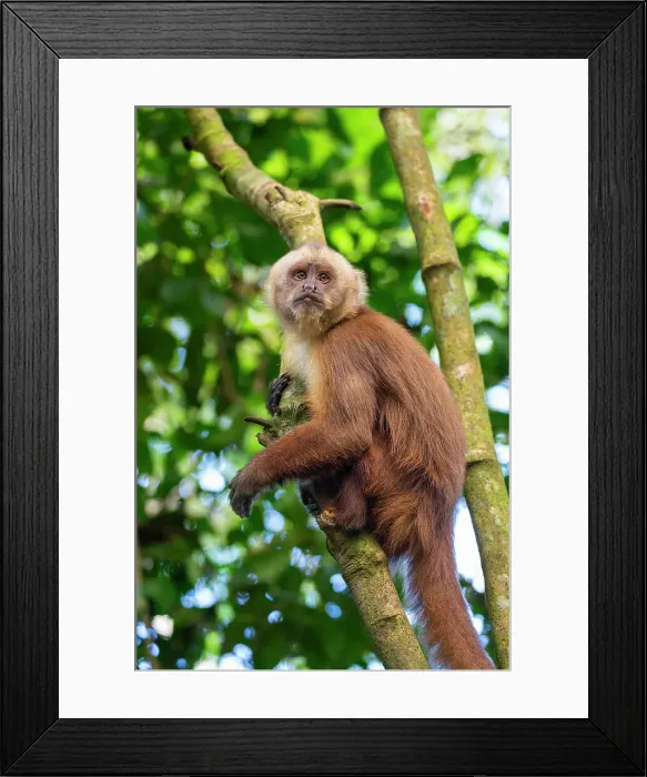 Framed Print : Brown capuchin monkey (Cebus apella) (Sapajus apella) on tree, Tambopata National Reserve, Puerto Maldonado, Tambopata Province, Madre de Dios, Peru, South America Framed Print : Brown capuchin monkey (Cebus apella) (Sapajus apella) on tree, Tambopata National Reserve, Puerto Maldonado, Tambopata Province, Madre de Dios, Peru, South America