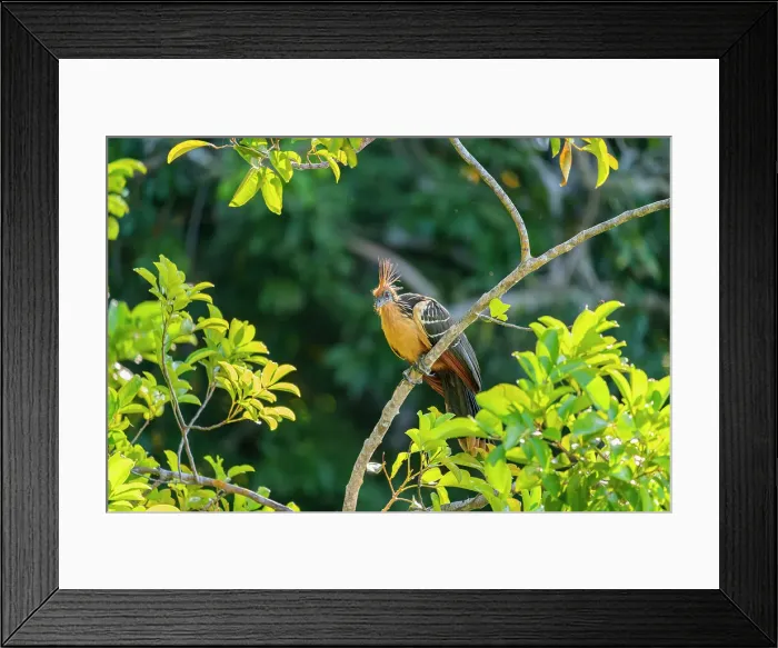 Framed Print : Hoatzin (Ophisthocomus hoazin) perching on branch by Lake Sandoval, Tambopata National Reserve, Puerto Maldonado, Madre de Dios, Peru, South America Framed Print : Hoatzin (Ophisthocomus hoazin) perching on branch by Lake Sandoval, Tambopata National Reserve, Puerto Maldonado, Madre de Dios, Peru, South America