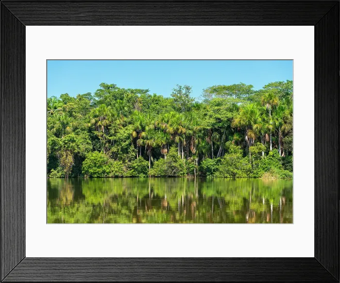 Framed Print : Lake Sandoval and Aguaje palms, Tambopata National Reserve, Puerto Maldonado, Madre de Dios, Peru, South America Framed Print : Lake Sandoval and Aguaje palms, Tambopata National Reserve, Puerto Maldonado, Madre de Dios, Peru, South America