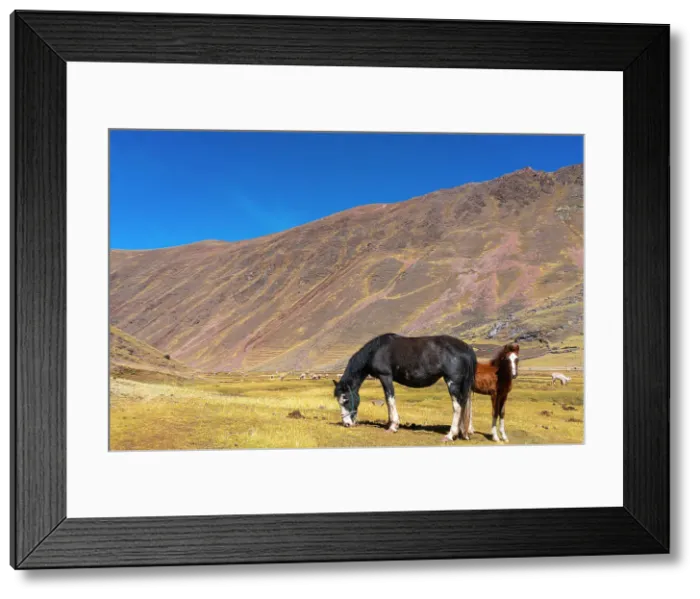 Framed Print : Horses grazing in the Andes, near Rainbow Mountain, Pitumarca District, Cusco (Cuzco) Region, Peru, South America Framed Print : Horses grazing in the Andes, near Rainbow Mountain, Pitumarca District, Cusco (Cuzco) Region, Peru, South America