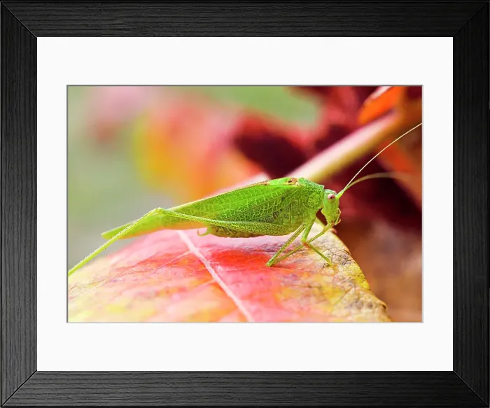 Framed Print : Mediterranean Katydid (Phaneroptera nana) on leaves of staghorn sumac (Rhus typhina), France, Europe Framed Print : Mediterranean Katydid (Phaneroptera nana) on leaves of staghorn sumac (Rhus typhina), France, Europe