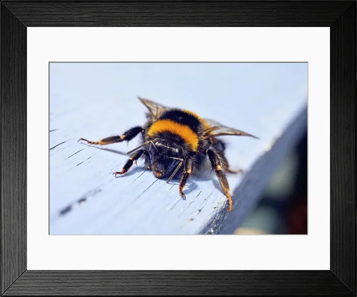 Framed Print : Buff-tailed bumblebee (Bombus terrestris), France, Europe Framed Print : Buff-tailed bumblebee (Bombus terrestris), France, Europe