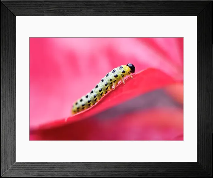 Framed Print : Larvae of sawfly (symphyta), France, Europe Framed Print : Larvae of sawfly (symphyta), France, Europe