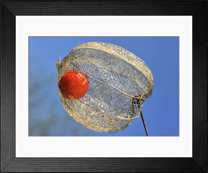 Framed Print : Bright red fruit inside the dried husk of Chinese lantern (Physalis alkekengi), France, Europe Framed Print : Bright red fruit inside the dried husk of Chinese lantern (Physalis alkekengi), France, Europe