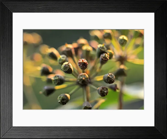 Framed Print : Common ivy fruit umbels (Hedera helix), France, Europe Framed Print : Common ivy fruit umbels (Hedera helix), France, Europe