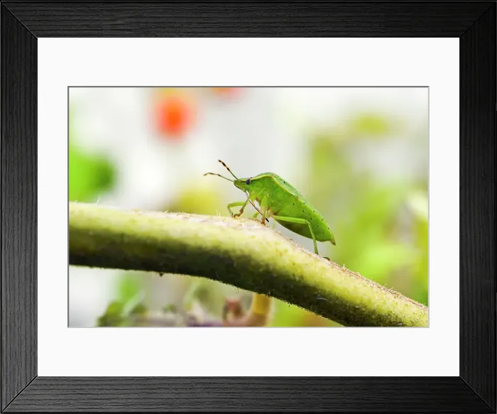 Framed Print : Green stink bug (Chinavia hilaris), France, Europe Framed Print : Green stink bug (Chinavia hilaris), France, Europe