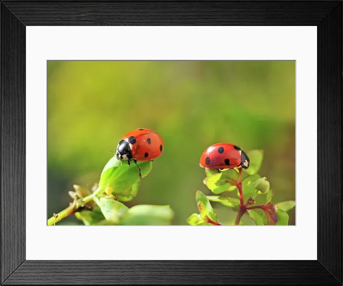 Framed Print : Seven-spot ladybirds (Coccinella septempunctata), France, Europe Framed Print : Seven-spot ladybirds (Coccinella septempunctata), France, Europe