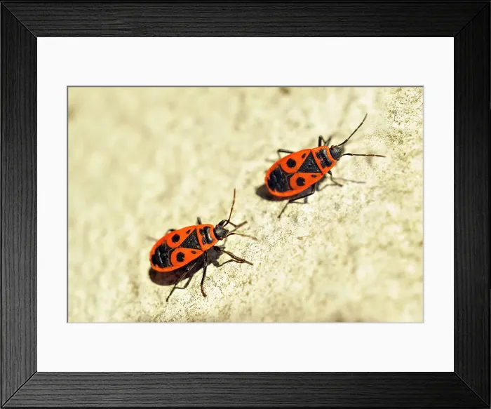Framed Print : Firebug (Pyrrhocoris apterus), France, Europe Framed Print : Firebug (Pyrrhocoris apterus), France, Europe