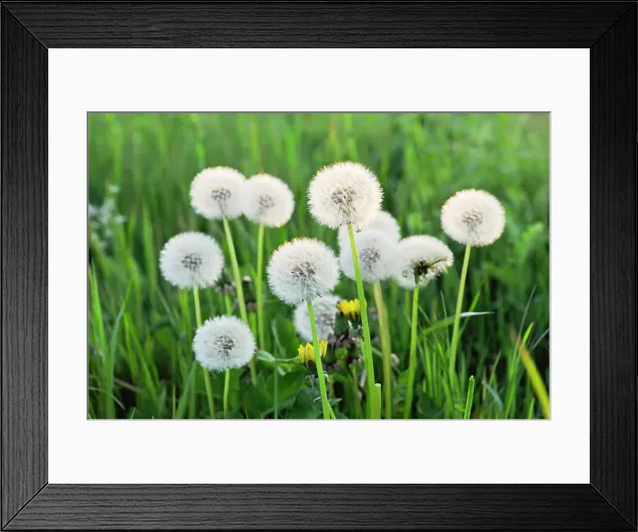 Framed Print : Pappus (seed head) (dandelion clocks) of Taraxacum (Dandelion), France, Europe