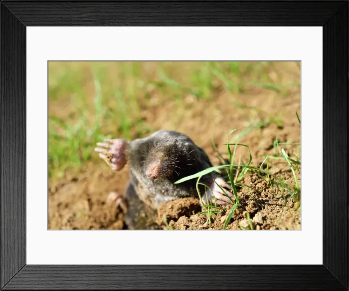 Framed Print : European mole (Talpa europaea), Centre-Val-de-Loire region, France, Europe Framed Print : European mole (Talpa europaea), Centre-Val-de-Loire region, France, Europe