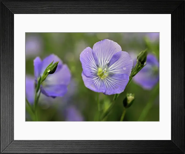 Framed Print : Flax field flowers, Centre-Val de Loire region, France, Europe Framed Print : Flax field flowers, Centre-Val de Loire region, France, Europe