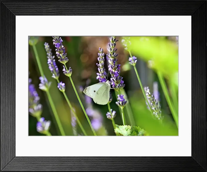 Framed Print : Cabbage white butterfly (Pieris brassicae) on lavender flower, Eure-et-Loir department, Centre-Val-de-Loire region, France, Europe Framed Print : Cabbage white butterfly (Pieris brassicae) on lavender flower, Eure-et-Loir department, Centre-Val-de-Loire region, France, Europe