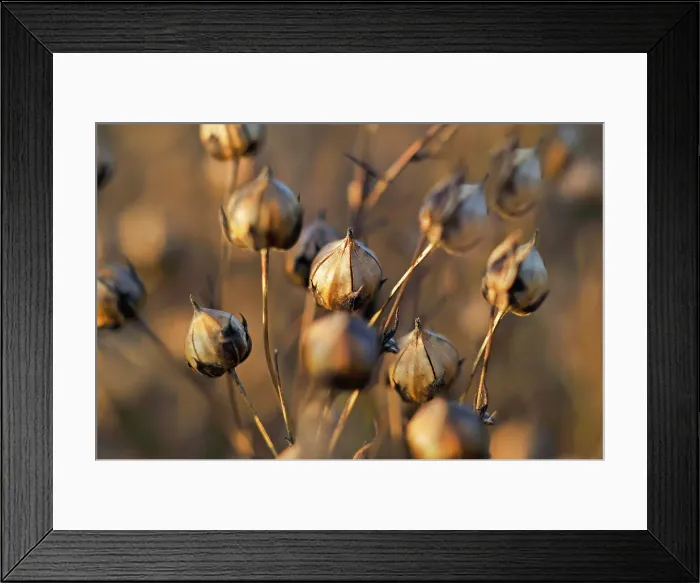 Framed Print : Close-up of the capsules containing seeds in a mature flax field, Eure-et-Loir department, Centre-Val de Loire region, France, Europe Framed Print : Close-up of the capsules containing seeds in a mature flax field, Eure-et-Loir department, Centre-Val de Loire region, France, Europe