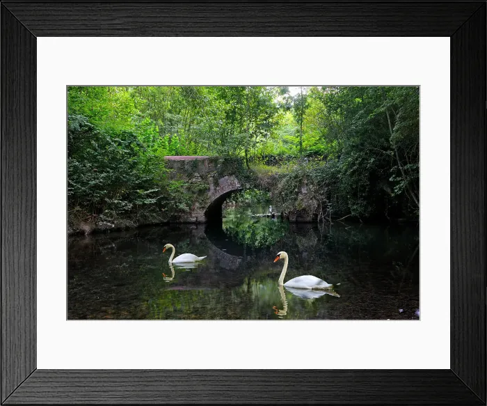 Framed Print : Swans on Eure River, Eure-et-Loir department, Centre-Val de Loire region, France, Europe Framed Print : Swans on Eure River, Eure-et-Loir department, Centre-Val de Loire region, France, Europe