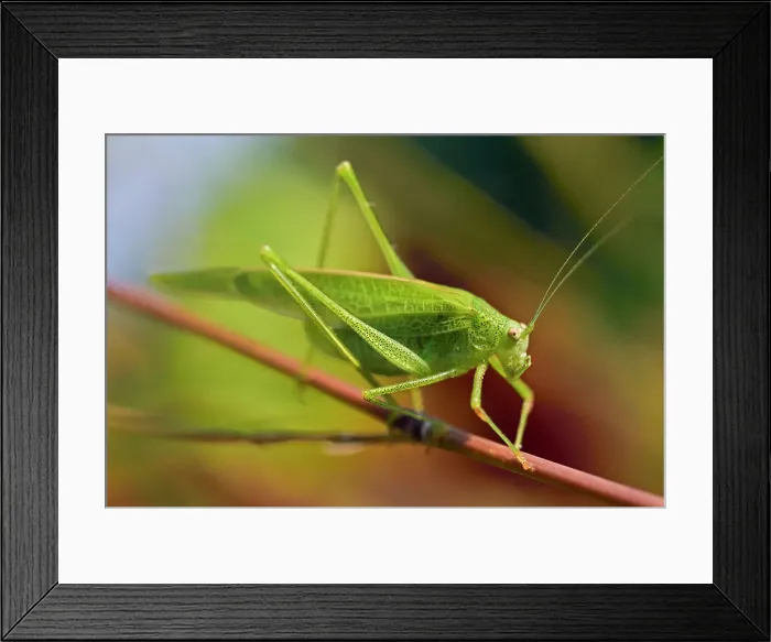 Framed Print : Mediterranean Katydid (Phaneroptera nana), France, Europe Framed Print : Mediterranean Katydid (Phaneroptera nana), France, Europe