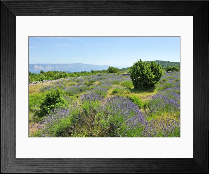 Framed Print : Lavender field in the area around Velo Grablje, Hvar island, Croatia, Southeast Europe Framed Print : Lavender field in the area around Velo Grablje, Hvar island, Croatia, Southeast Europe