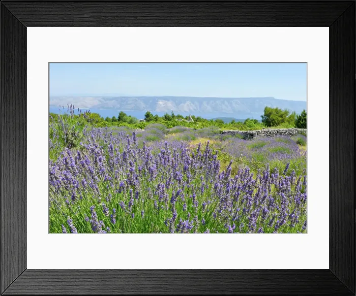 Framed Print : Lavender field in the area around Velo Grablje, Hvar island, Croatia, Southeast Europe Framed Print : Lavender field in the area around Velo Grablje, Hvar island, Croatia, Southeast Europe